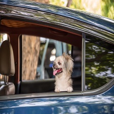 Pet Friendly Services